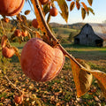Persimmon Tree Live Plant, High-Yield Persimmon, 2 Ft Tall