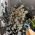 Silver Wandering Jew Live Plant 2.5 Potted, Wandering Jew Live Plant Indoor, House Plant Indoors Live