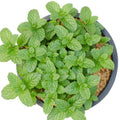 Peppermint Plant in 4 Inch Pot, Peppermint Herbs Plants for Garden, Indoors, Fragrant Herb Live Plant Potted