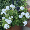 White Geranium Live Plant 5-8" Tall, White Geranium Plant, Live Rooted Perennial Flower Plant for Indoor Gardening