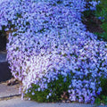 Blue Phlox Live Plant, Creeping Phlox Perennial, Blue-Purple Lavender Creeping Phlox, 1 to 3 Inc Starter Plant and Well Rooted