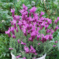 French Lavender Plants Live Herb Plug Size, Well Rooted, from 2 to 6 Inc Tall Starter Plant, Summer Planting