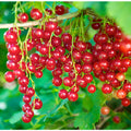 10-12" Red Currant Live Plant Tree for Spring Planting, Edible Fruit Shrub for Outdoor Garden or Container Planting Outdoor Growing