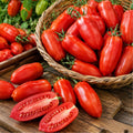 2PPP San Maranzo Tomato Plants Live, Garden Vegetable Plant, 5-8'' Tall