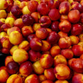 Peach Live Plant, Grafted Peach Plant 1 Feet Tall, Fruit Tree Well-Rooted for Planting (Red Gold)