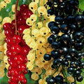 1 Live Currant Bush Plant Fast Growing, Ready Bear Fruit Within 1 Year - No NC, WV, NH, 6-14" Tall, Great for Backyard or Orchard Growing, Currant Plant (Random)