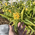 2 Milkweed Live Plants 4–7 Inches Tall, Milkweed Flowering Plants for Garden Beds, Borders or Landscape (Yellow Milkweed)