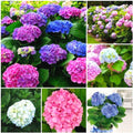 Winter Hardy Pink Shades to Blue Purple Hydrangea Bush Tree Live Shrub Plant, 6-12" Blue to Smooth Pink to Purple Blooms, Established Roots, Dormant, No Leaf