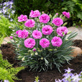Dianthus Perennial Plants, Tiny Dianthus Fragrant, Hardy Groundcover 2.5 Inc Pot