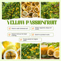 Passion Fruit Plant Live 4-7 Inch, Passionfruit Vine for Outdoor Garden, Tropical Climbing Vine for Trellis, Fence or Backyard Growing (Yellow Passionfruit)