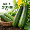 2PPP Green Zucchini Live Plants, 4-6" Tall in 4" Pot, Vegetable Plant