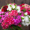 Random Color Dianthus Live Plant, Dianthus Carnation Perennial Plant Live, Very Fragrant Mixed Colors, Size 3-6 Inc in Pot