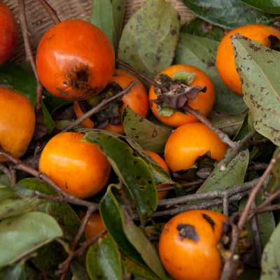 Chocolate Persimmon Live Plant, Hardy Fruit Trees, 2 Ft Tall