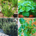 4 Random Herbs Plant Live, Basil, Rosemary, Stevia, Lemon Balm, Other Herb Plant, Live Herb Collection for Gardening, Well Rooted, No Pot