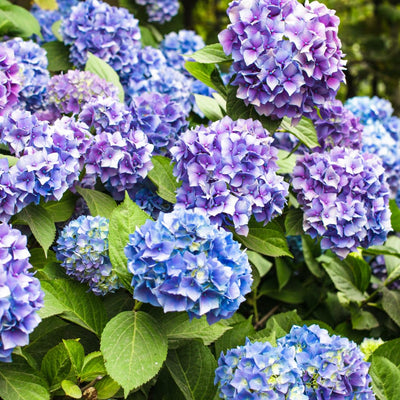 Change Color Hydrangea Live Plant in 2.5 Inch Pot, Hydrangea Trees Shrub Bush Perennial Outdoor Planting (Pink to Blue Purple)