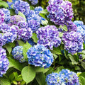 Hydrangea Live Plant in 2.5 Inc Pot, Hydrangea Tree Shrub Bush Perennial Outdoor Planting, Change Color Each Season (Rebloomer Pink Purple)