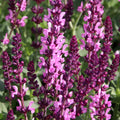 Pink Rose Sage Live Plant, Salvia Plant Live Herb for Grow Indoors Outdoor in 3 Inch Pot