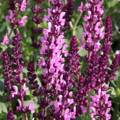 Pink Rose Sage Live Plant, Salvia Plant Live Herb for Grow Indoors Outdoor in 3 Inch Pot