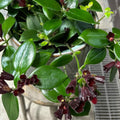 Random Lipstick Plans Live Houseplants in Pot, Aeschynanthus Red Flower Vine Décor Office, Desk Indoor Outdoor Growing