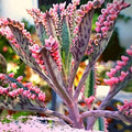 Kalanchoe Pink Butterfly Plant Live for Planting 2 Inch Pot, Pink Kalanchoe Succulent Mother of Thousands, Kalanchoe Live Plant Houseplant