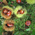 Hardy Chestnut Tree Live Plant 6-12 Inches Tall
