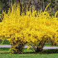 Lynwood Gold Forsythia Plant Live in 4'' Pot, Yellow Forsythia Bush Live Plant for Outdoor Planting, Fragrant Forsythia Shrub, Ready to Grow, 4-6 Inch Tall