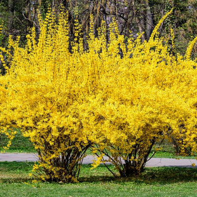 Lynwood Gold Forsythia Plant Live in 4'' Pot, Yellow Forsythia Bush Live Plant for Outdoor Planting, Fragrant Forsythia Shrub, Ready to Grow, 4-6 Inch Tall