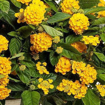 2 Full Yellow Lantana Plants Live Trees, Ready to Bloom, Hardy Long Blooming Seasons, Vibrant Colorful Perennial Fragrant, 5-10" in Tall, Full Sun Growing