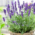 Lavender Plant Live, Blue Lavender Plant Live Indoor Outdoor, Vibrant Bloom, 8 to 10 Inc Tall, Quart Pot, Fragrant Lavandula Seedling for Patio and Container