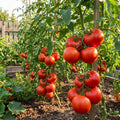 Big Tomato Live Plants, Red Tomato Plant 3-5" Tall