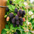 Set 2 Boysenberry Plants, Thornless Boysenberry Plants Live for Planting, 4-6 Inc Tall, Indoor Outdoor Growing