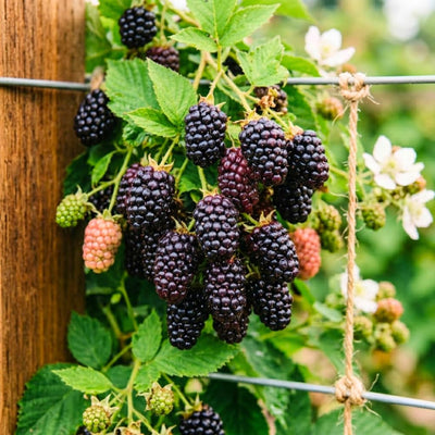 Set 3 Thornless Boysenberry Plants, Boysenberry Plants Live for Planting, 4-6 Inc Tall, Well Rooted, Sweet Berries, Boysenberries Plant for Indoor Outdoor Planting