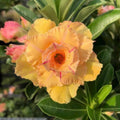 2 Mix Desert Rose Plant Live, Assorted Adenium Desert Rose Flowers, Perennial Flowers Succulent Plant, Vibrant Colorful Bloom, 4 to 7 Inch Tall, Well Rooted