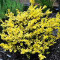 Glow Holly Plant Live in 4 Inch Pot, Japanese Holly Bush Live Plant for Planting, Winterberry Holly Shrub