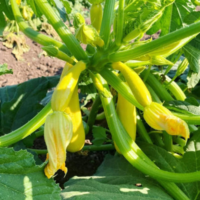 2 Zucchini Plants Live, Yellow Squash Zucchini in 4 Inches Pot, 4-6 Inches Tall, Summer Squash Plant for Planting Outdoor