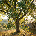 Walnut Tree Live Plant, Walnut Fruit Tree, 1-1.5 Ft Tall