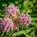 Set 3 Milkweed Plants Live, Pink Milkweed Flower Live Plant for Outdoor Indoor Gardening, Well Rooted, 4''