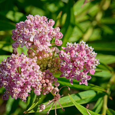Set 3 Milkweed Plants Live, Pink Milkweed Flower Live Plant for Outdoor Indoor Gardening, Well Rooted, 4''
