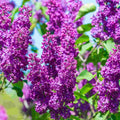 Dark Purple Lilac Tree Live Plant for Planting, Lilac Bush Shrub, 6 to 9 Inches Tall, Fragrant Flowers