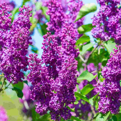 Dark Purple Lilac Tree Live Plant for Planting, Lilac Bush Shrub, 6 to 9 Inches Tall, Fragrant Flowers