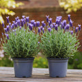 2 French Lavender Plants Live Lavender Plants for Outside Inside, 4 to 6 Inches Long, Perennial Flower Plant Gardening