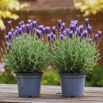 2 French Lavender Plants Live Lavender Plants for Outside Inside, 4 to 6 Inches Long, Perennial Flower Plant Gardening