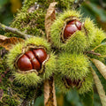 Chestnut Tree Live Plant, Edible Chestnut Tree, 6-12 Inch Tall