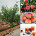 Grafted Peach Tree Live Plant, Well Rooted Peach Plant 1 Feet Tall for Planting Outdoor, Dormant, Ready to Bear Fruit Within 1-2 Years