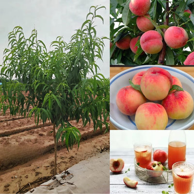 Grafted Peach Tree Live Plant, Well Rooted Peach Plant 1 Feet Tall for Planting Outdoor, Dormant, Ready to Bear Fruit Within 1-2 Years
