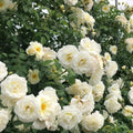 Creamy White Rose Bushes Ready to Plant, Climbing Roses Live Plants Fragrant, 6-8 Inc Tall in Pot, Year-Round Blooming, Can Grow as Bush or Climber