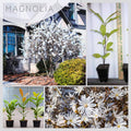 Magnolia Tree Live Plant, Magnolia Flowers Bush, 6-12 Inches Tall, in Pot, Fragrant Magnolia Shrub Ready to Grow (Star Magnolia)