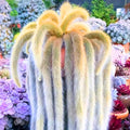 Monkey Tail Cactus Live Plant, Trailing Succulent Cactus Bareroot, 3-6” Tall Rooted, Monkey Tail Cactus for Indoor Outdoor Growing