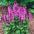 Rose Salvia Plant, Live Sage Plant in Quart Pot, Perennial Herb Plants for Outdoor Indoor Growing