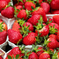Set 10 Strawberry Bare Roots, Strawberry Plant Live, 5 to 7 Inc Tall, Fruit Garden (Red)